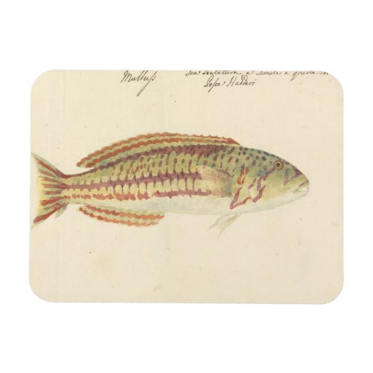 Luigi Balugani - Mullup Magnet (Horizontal)