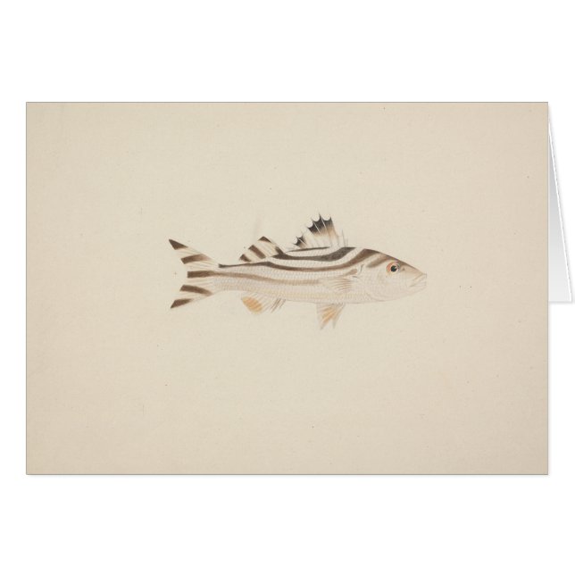 Luigi Balugani - Nicht identifizierter Fisch (Vorderseite (Horizontal))