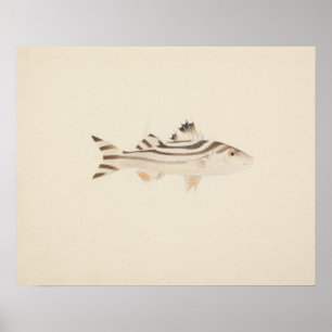 Luigi Balugani - Nicht identifizierter Fisch Poster