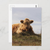 Luing Kuh auf der Insel Islay, Schottland Postkarte (Vorne/Hinten)