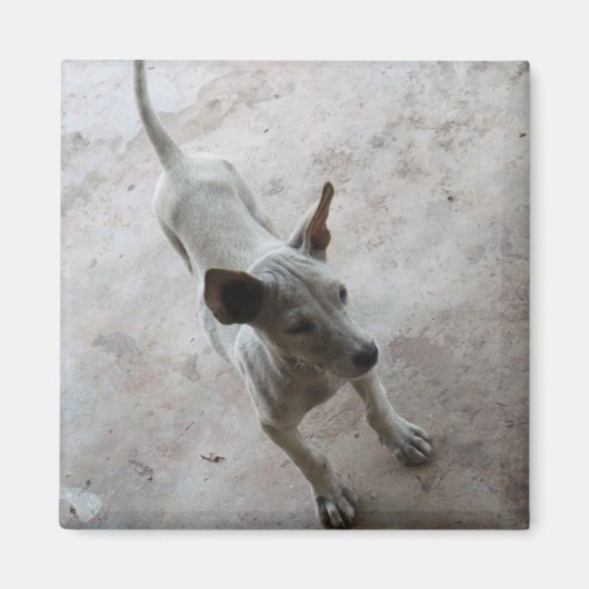 Luk Maa ... Thai Soi Puppy Dog Magnet (Vorne)