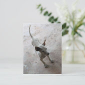 Luk Maa ... Thai Soi Puppy Dog Postkarte (Stehend Vorderseite)