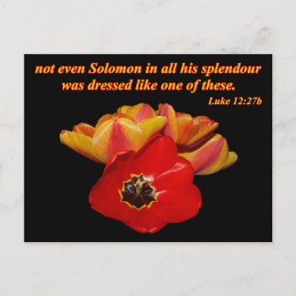 Luke 12:27b und helle Tulpen Postkarte