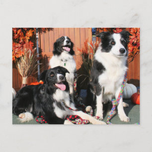 Luke Winnie und Lando - Border Collie Foto-05 Postkarte