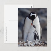 Lullaby Postcard Postkarte (Vorne/Hinten)