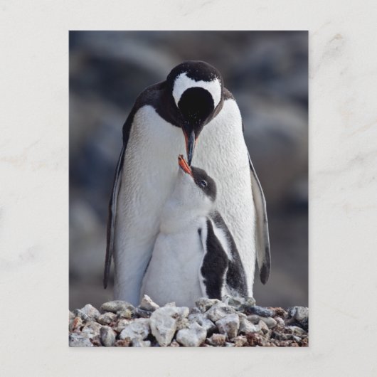 Lullaby Postcard Postkarte (Vorderseite)