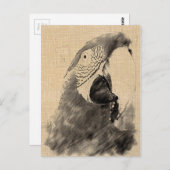 Lulu Macaw Sketch Postkarte (Vorne/Hinten)