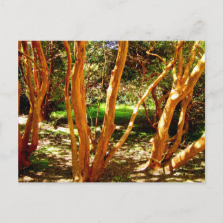 Luma apiculata, Chile Postkarte