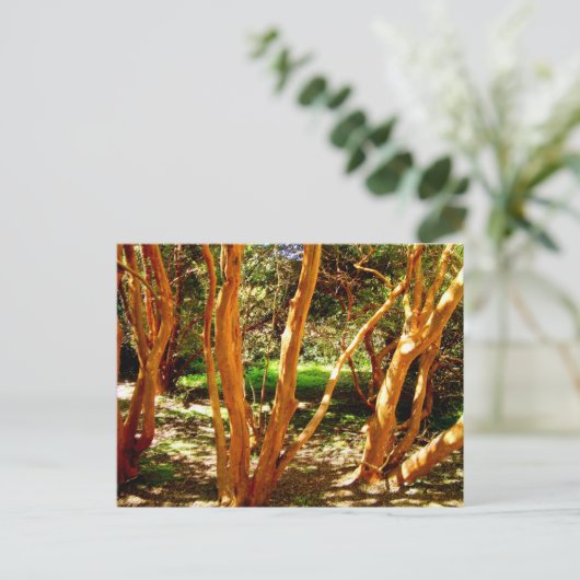 Luma apiculata, Chile Postkarte (Stehend Vorderseite)