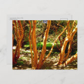 Luma apiculata, Chile Postkarte (Vorne/Hinten)