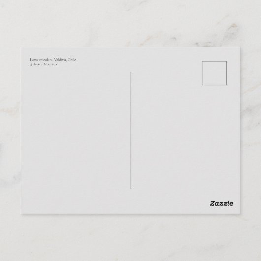 Luma apiculata, Chile Postkarte (Rückseite)