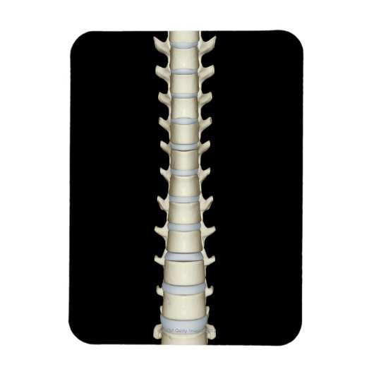 Lumbar und Thorakische Vertebrae Magnet (Vertikal)