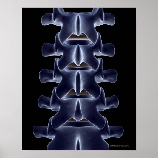 Lumbar Vertebra 2 Poster (Vorne)