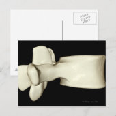 Lumbar Vertebra Postkarte (Vorne/Hinten)