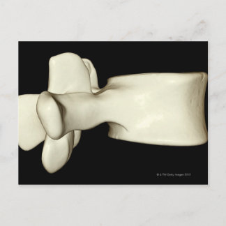 Lumbar Vertebra Postkarte