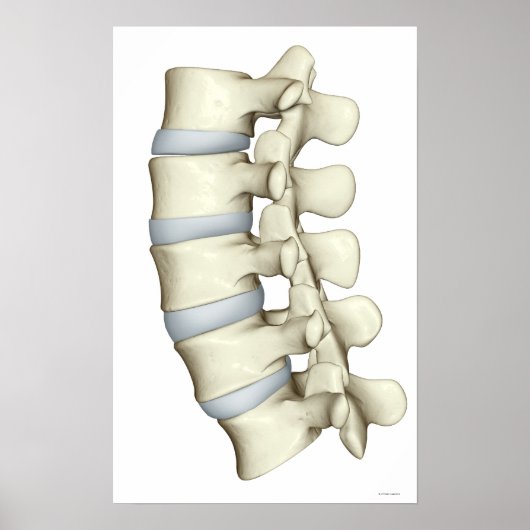 Lumbar Vertebrae 2 Poster (Vorne)