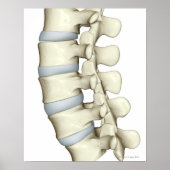 Lumbar Vertebrae Poster (Vorne)