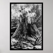 Lumberjacks in der Region Mindoro, Philippinen 190 Poster (Vorne)