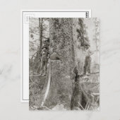 Lumberjacks mit Riesenfeuer, 1905 Postkarte (Vorne/Hinten)