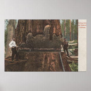 Lumberjacks unterbinden einen Redwood-Baum Poster