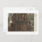 Lumberjacks unterbinden einen Redwood-Baum Postkarte (Vorne/Hinten)
