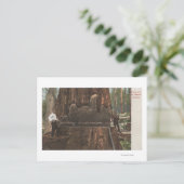 Lumberjacks unterbinden einen Redwood-Baum Postkarte (Stehend Vorderseite)