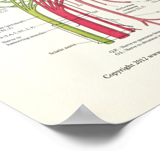 Lumbosacral Anatomie Poster und Spine Degeneration (Ecke)