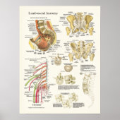 Lumbosacral Anatomie Poster und Spine Degeneration (Vorne)