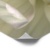 Lumimous Dahlia Petals Poster (Ecke)