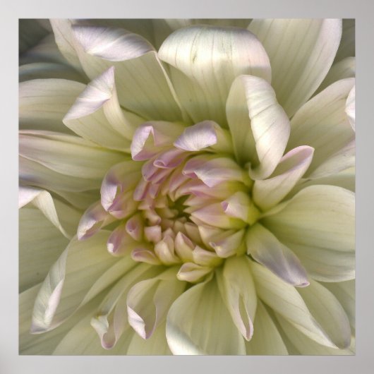 Lumimous Dahlia Petals Poster (Vorne)