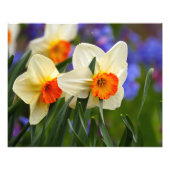 Luminous Daffodils Fotodruck (Vorne)