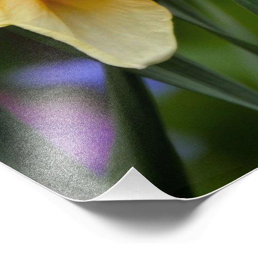 Luminous Daffodils Fotodruck (Ecke)