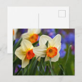 Luminous Daffodils Postkarte (Vorne/Hinten)