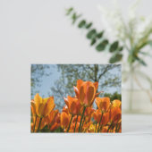 Luminous Orange Tulips Postkarte (Stehend Vorderseite)