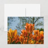 Luminous Orange Tulips Postkarte (Vorne/Hinten)
