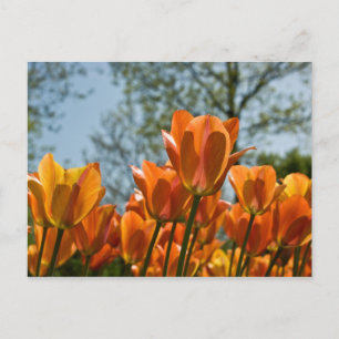 Luminous Orange Tulips Postkarte