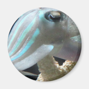 Luminumfische Magnet