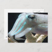 Luminumfische Postkarte (Vorne/Hinten)