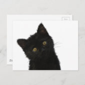 Luna Bella Black Kitten Postkarte (Vorne/Hinten)