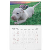 Luna der gerettete verlassene Welpen-Hund Kalender (Feb 2026)