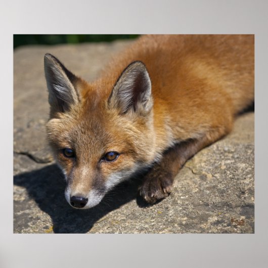 Luna Fox Print Poster (Vorne)