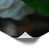 Luna Hibiskus Poster (Ecke)