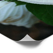 Luna Hibiskus Poster (Ecke)