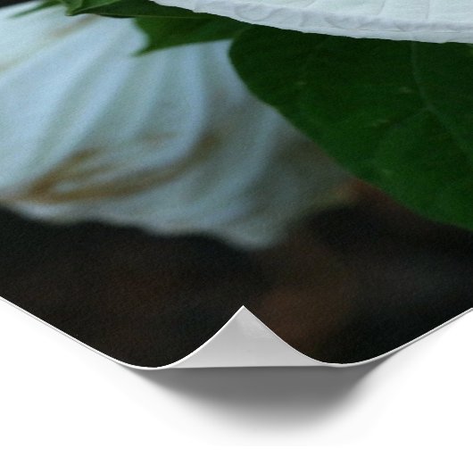 Luna Hibiskus Poster (Ecke)