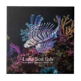 Luna, Löwe, Pterois lunulata, Fliese