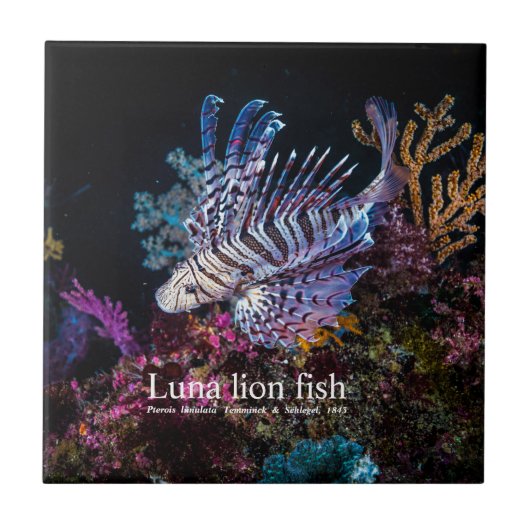 Luna, Löwe, Pterois lunulata, Fliese (Vorderseite)