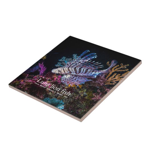 Luna, Löwe, Pterois lunulata, Fliese (Seite)