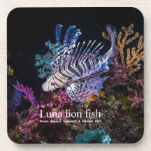 Luna, Löwe, Pterois lunulata,
