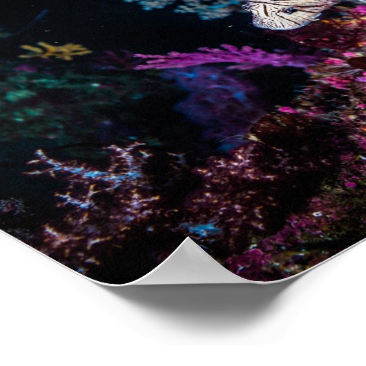 Luna, Löwe, Pterois lunulata, Poster (Ecke)