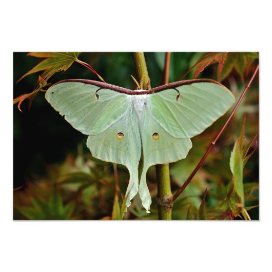 Luna Moth 19x16 große Print Fotodruck (Vorne)